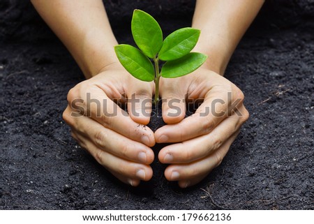 two hands holding and caring a young green plant / planting tree / growing a tree / love nature / save the world