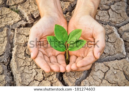 Hands holding a tree growing on cracked earth / Love nature