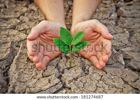 hands holding tree growing on cracked earth / hands growing tree / save the world / environmental problems / love nature / heal the world / cut tree / growing tree on crack ground / love tree