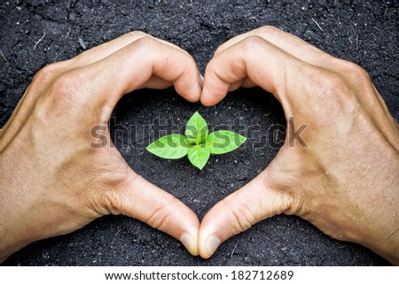 two hands forming a heart shape around a young green plant / planting tree / growing a tree / love nature / heal the world