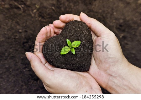 hands holding fertile soil as a heart shape with a young green tree in the middle / planting tree / growing a tree / love nature / heal the world