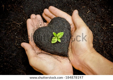hands holding fertile soil as a heart shape with a young green tree in the middle / planting tree / growing a tree / love nature / heal the world