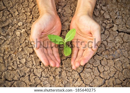 hands holding tree growing on cracked earth /hands growing tree / save the world / environmental problems / love nature / heal the world / cut tree / growing tree on crack ground / love tree