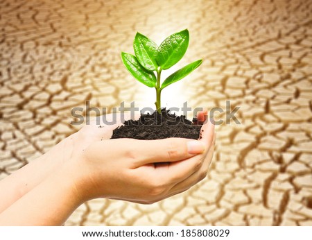 two hands holding and caring a young green plant with cracked earth background / planting tree / growing a tree / love nature / save the world