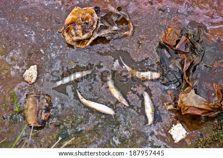 fish die due to water pollution / waste water / natural destruction
