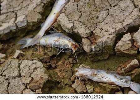 fish died on cracked earth