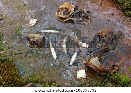 fish die due to water pollution