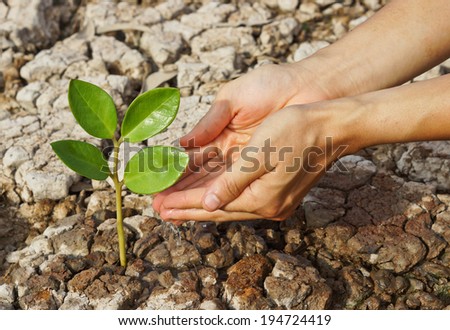 hands watering a tree on cracked earth / love nature / love tree