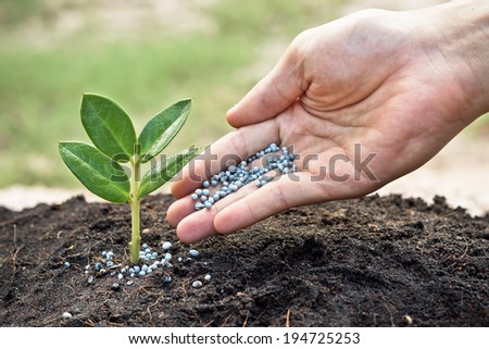 a hand giving fertilizer to a young plant / planting tree