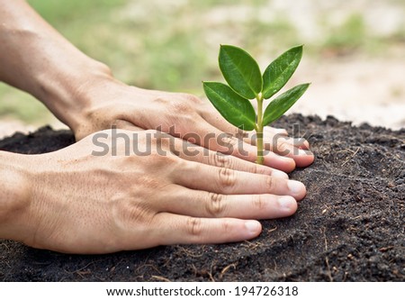two hands growing a young green plant / planting tree / growing a tree / love nature / save the world