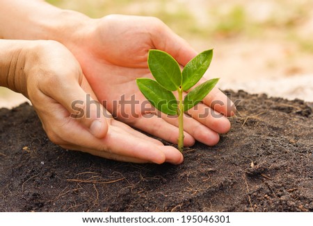 two hands holding and caring a young green plant with warm sunlight