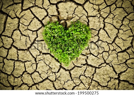 heart shaped tree growing on cracked earth
