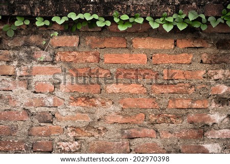 old brick wall background with vine at the edge / brick wall texture with green leaves at the edge