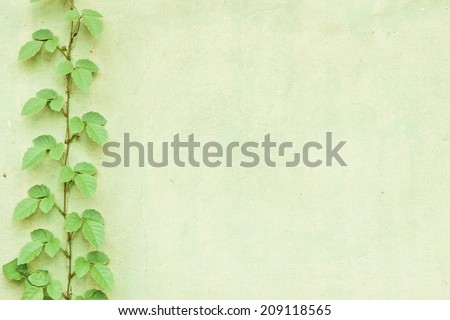 concrete background with vine plant at the edge / Green creeper plant