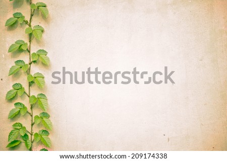 concrete background with vine plant at the edge / Green creeper plant