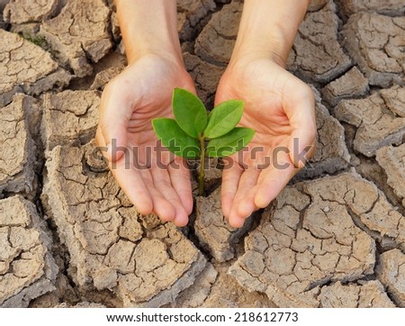 hands holding tree growing on cracked earth