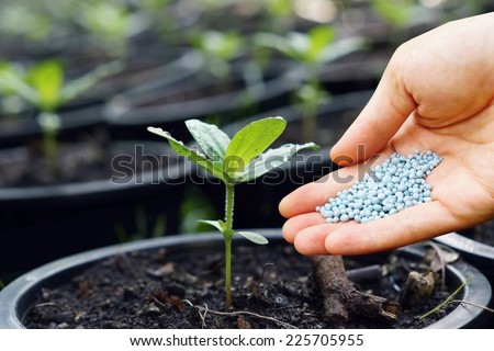 a hand giving fertilizer to a young plant in a plastic pot / planting tree