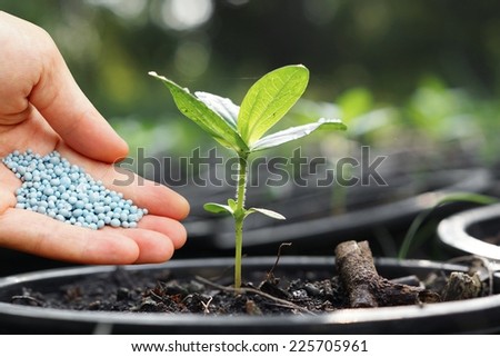 a hand giving fertilizer to a young plant in a plastic pot / planting tree