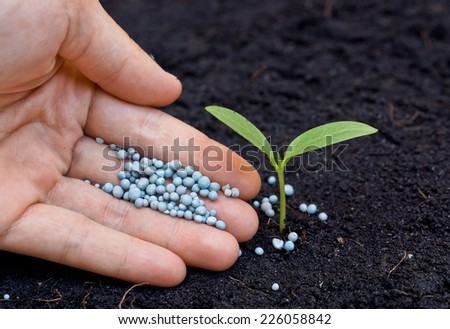 a hand giving fertilizer to a young plant