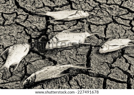 fish died on cracked earth / drought / river dried up /famine / scarcity / global warming / natural destruction / extinction