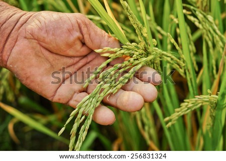 old hand touching rice in the rice paddy