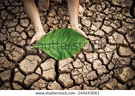 hands holding a big green leaf on dry and cracked ground / environmental destruction