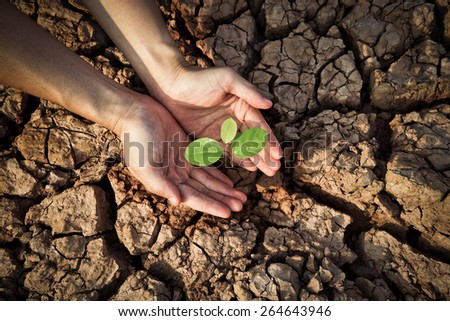 hands holding tree growing on cracked earth / Protecting nature