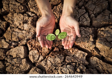 hands holding tree growing on cracked earth / Protecting nature