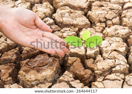 hands watering a tree on cracked earth / love nature