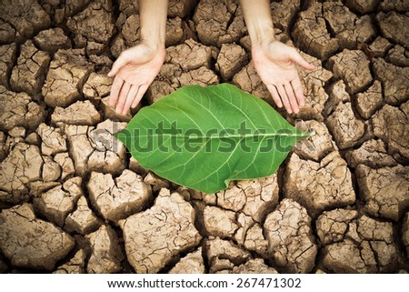 hands holding a big green leaf on dry and cracked ground / environmental destruction
