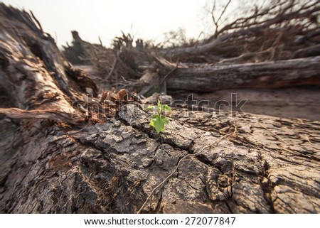 A small young green tree growing on a dead cut down tree