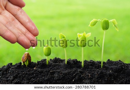hand watering young plants growing in germination sequence