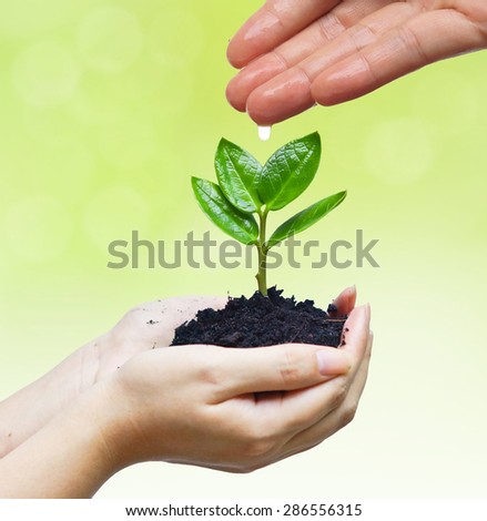 hands nurturing and watering a young plant / Love and protect nature concept