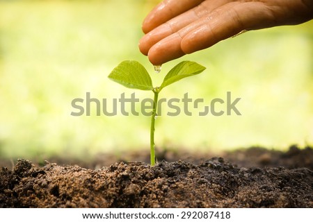 hands nurturing and watering a young plant / Love and protect nature concept / nurturing baby plant