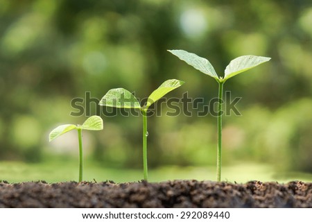 trees growing on fertile soil in germination sequence / growing plants / plant growth