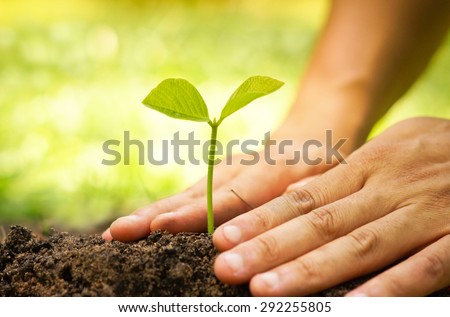 Hands of farmer growing and nurturing tree growing on fertile soil with green and yellow bokeh background