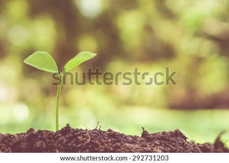 Young green plant growing on fertile soil