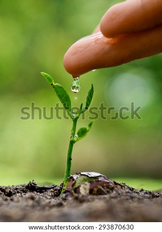 hand nurturing and watering a young plant / Love and protect nature concept / Nurturing baby plant