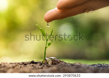 hand nurturing and watering a young plant / Love and protect nature concept