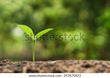 tree growing on soil with green background / baby plant begins new life