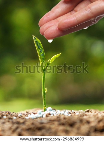 hand nurturing and watering a young plant / Love and protect nature concept / nurturing baby plant
