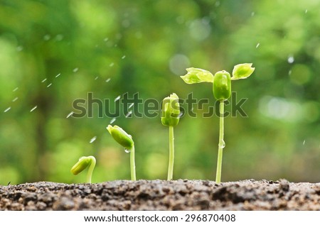 baby plants growing in germination sequence on fertile soil with natural green background and rain drops