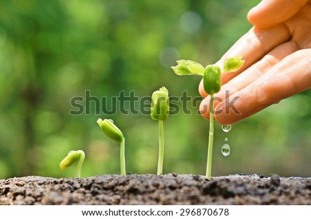 hand nurturing and watering young baby plants growing in germination sequence on fertile soil with natural green background