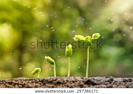 baby plants growing in germination sequence on fertile soil with natural green background and rain drops