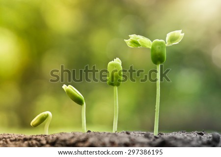 baby plants growing in germination sequence on fertile soil with natural green background
