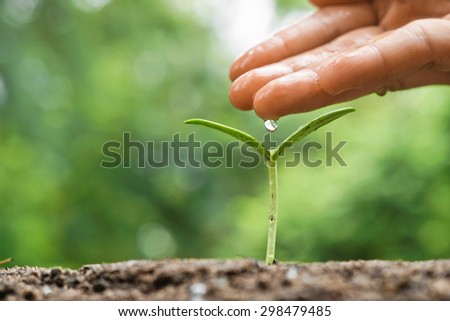 hand nurturing and watering a young plant / Love and protect nature concept / nurturing baby plant
