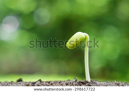 plant seedling on fertile soil with natural green background / baby plant