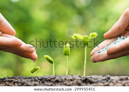 hand of a farmer giving fertilizer to young green plants growing in germination sequence / nurturing baby plant with chemical fertilizer
