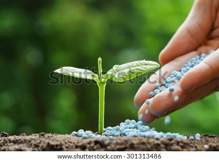 hand of a farmer giving fertilizer to young green plants / nurturing baby plant with chemical fertilizer