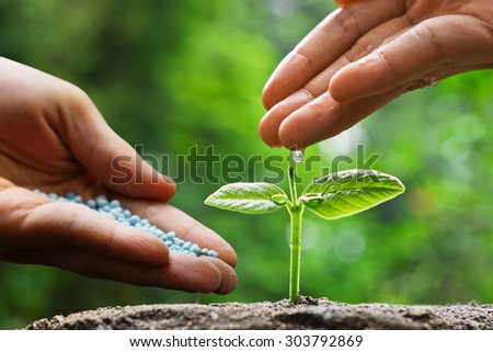 hand of a farmer watering and giving fertilizer to young green plants / nurturing baby plant with chemical fertilizer